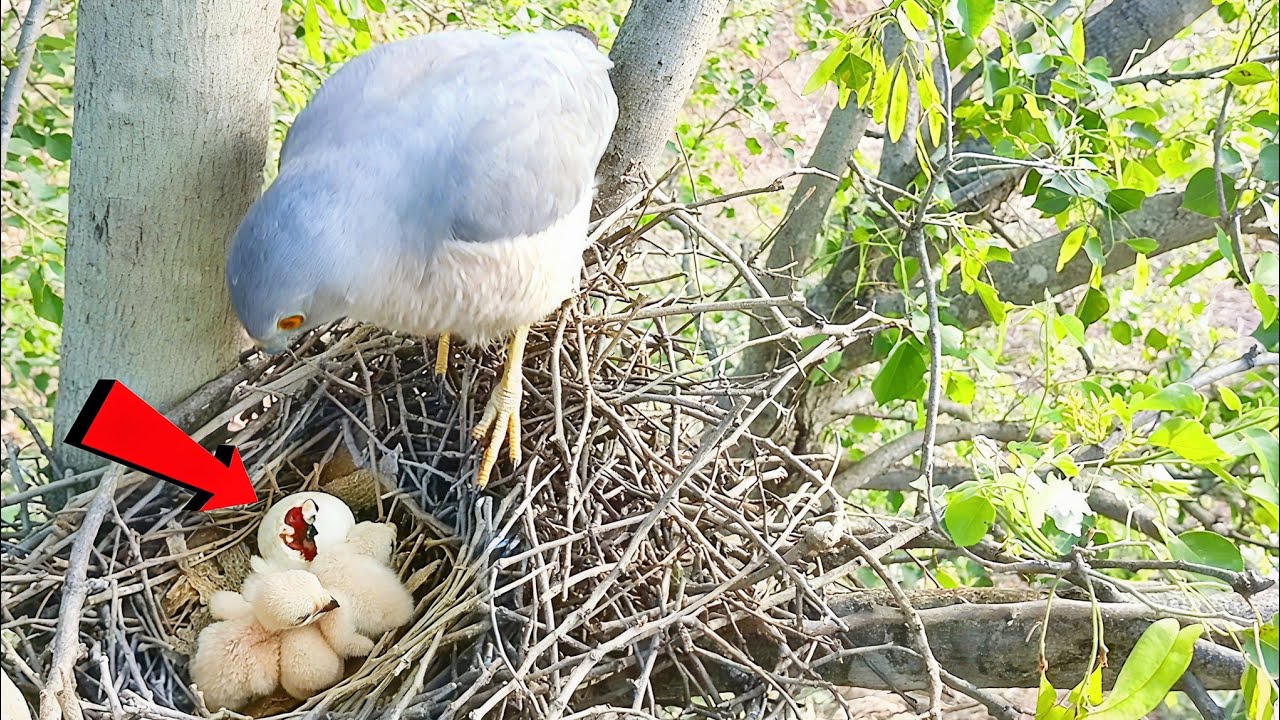 Eagle is standing and watching, trying to take the baby out of the egg @birdsandbaby8259  
