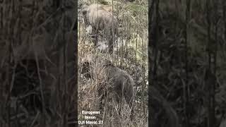 European Bison Dji Mavic 3T