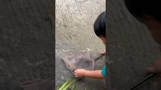 Download Lagu Aku dapet bunglon yeaaay #shorts #shortsviral MP3