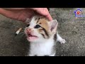 Le chaton le plus mignon me demande quelque chose  bb chaton miaule bruyamment dans la rue