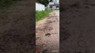 Fish Walking Water Going Road Confident