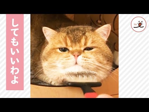 ブラッシングさせてあげてもいいわよ🐱 上品なもちもちネコさん💕  【PECO TV】