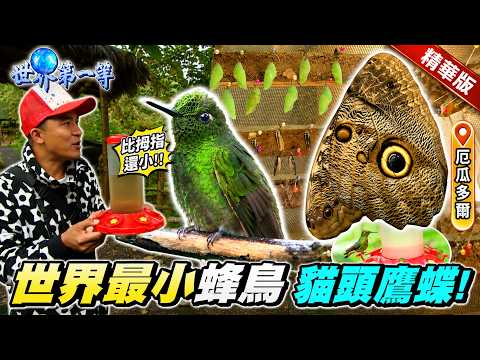 【厄瓜多爾】世界最小蜂鳥 貓頭鷹蝴蝶 神秘圖騰上身｜《世界第一等》532集精華版 小馬
