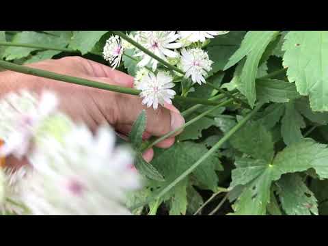 Video: Astrantia Groß (53 Fotos): Pflanzung Und Pflege Im Freiland Für Eine Krautige Pflanze Astrantia Major, Sorten 