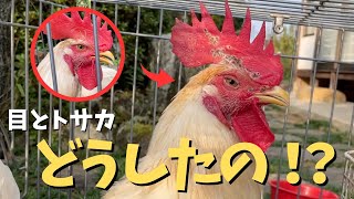 ニワトリの病気 ニワトリの病気 鶏の病気 - 日本鶏保護連盟