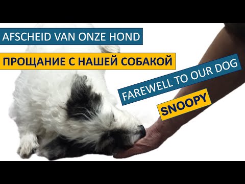 Прощание с нашей собакой Снупи 🐶 Уход после инсульта. Налог на собак. Afscheid van onze hond Snoopy