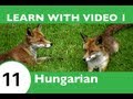 Learn Hungarian with Video - HungarianPod101.com Is Not Your Ordinary Wolf in Sheeps Clothing!!