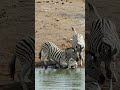Zebra Tries to Drown Baby