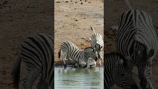 Zebra Tries To Drown Baby