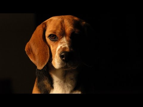 Video: Beagle Köpekleri Hakkında Her şey