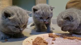 Котята учатся кушать первый раз самостоятельно. Kittens learn to eat by themselves.