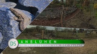 ANBLÜHEN 2019 im OGV-Vereinsgarten von Nauheim