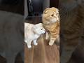 知らない猫が家に入ってきた #猫 #ネコ #ねこ #スコティッシュフォールド