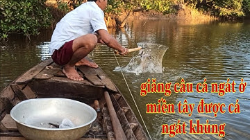 Giăng Câu Cá Ngát Ở Miền Tây Được Cá Ngát To