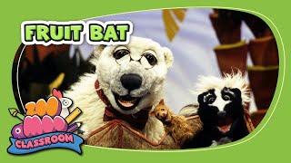 Fruit Bat | Animal Show With Stinky And Jake | @ZooMoo