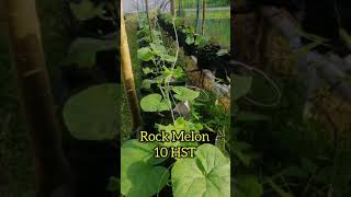 Rock Melon 10 Hst