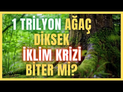 Video: Standart bir ağaç ne kadardır?