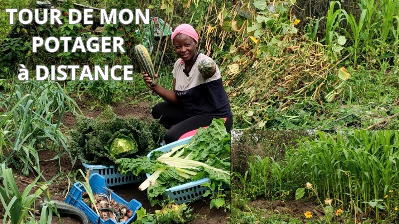 VISITE DE MON POTAGER à 12 KM de la maison. Que faire du maïs qui ne