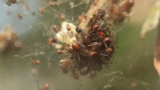Giant, Synchronized Swarms of Pack Hunting Spiders Are a Thing Now