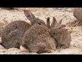 The burrowers animals underground  baby rabbits  wildlife documentary  natural history