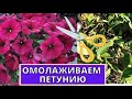 ПЕТУНИЯ как продлить цветение. Омолаживающая обрезка