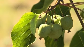 Découverte : les mini-kiwis