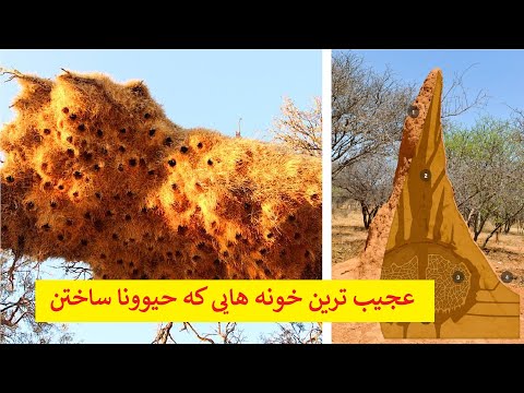 تصویری: کجا معماران زندگی می کنند؟