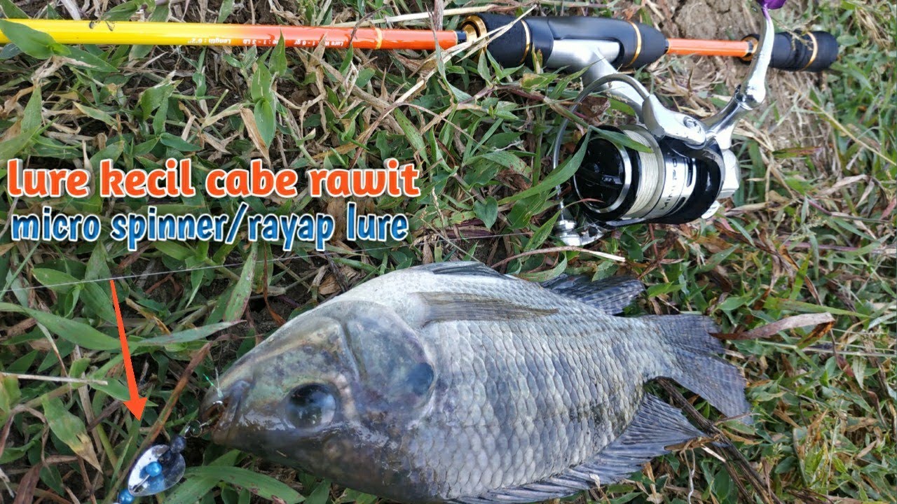 Casting ikan mujair nila dan ikan gabus pakai micro spinner/rayap lure_117
