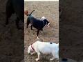 Dogs love  youtubeshorts shortdoglover puppy