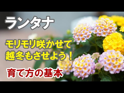 ランタナの育て方 植え替えと切り戻しと冬越しなど少々