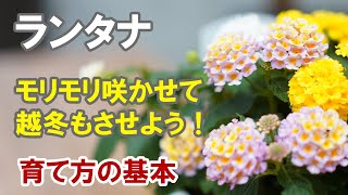 ランタナの育て方 植え替えと切り戻しと冬越しなど少々 Youtube