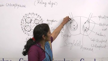 Volvox (B.Sc., M.Sc.)by Ruby Singh I Guru Kpo