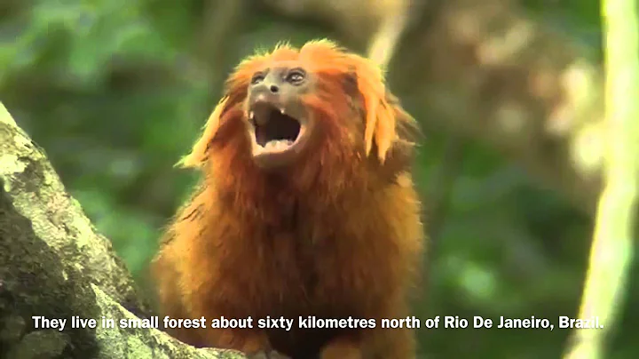 Golden Tamarin Documentary - Ashlee Smith