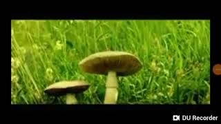 Lagu alan walker (REMIX) full balap liar (kumbang vs lalat)