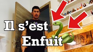 Comment faire si j'ai perdu mon serpent dans ma maison ?