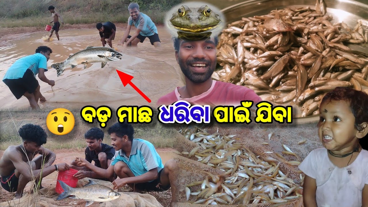 ବଡ଼ ମାଛ ଧରିବା ପାଇଁ ଯିବା 🐬🐟 || Fish vlogs video in koraputia desia || Urdhab desia vlogs video 