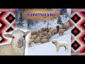 Карпатські вівці, ягнята