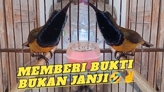 Gampang BGT‼️Cara merawat sogon bahan cepat bunyi-Gacor