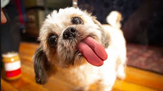 My Best Friend Has Paws: Google