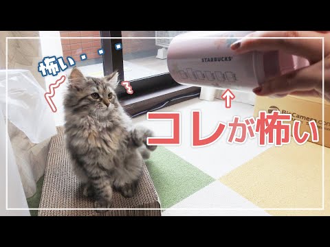 サイベリアンの子猫、スタバのタンブラーを近づけると「シャー!」と威嚇してビビりまくる
