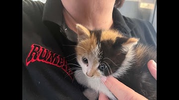 Rumpke driver rescues kitten from under landfill toilet