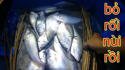 Thả Câu Thác Lác Trắng Dính Luôn Thác Lác Cờm/