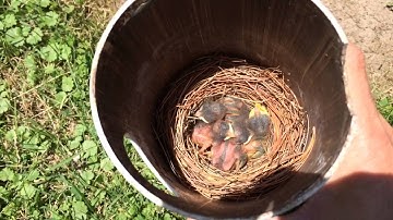Gilbertson PVC Bluebird House with Babies