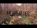 «Медный лес»