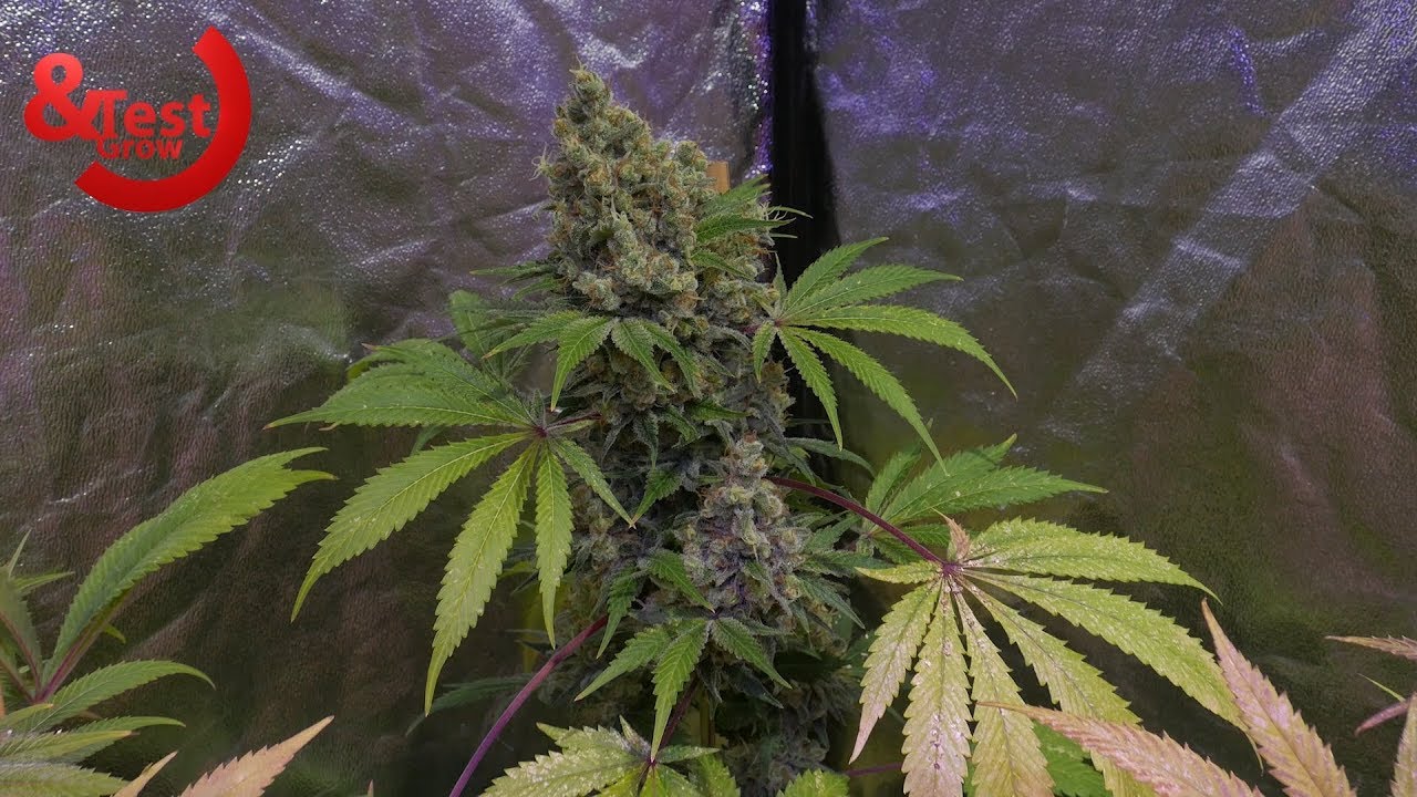 Cómo se hace el LAVADO DE RAÍZ del cannabis y cosecha COGOLLOS de MARIHUANA MÁS GRANDES Test&Grow 19