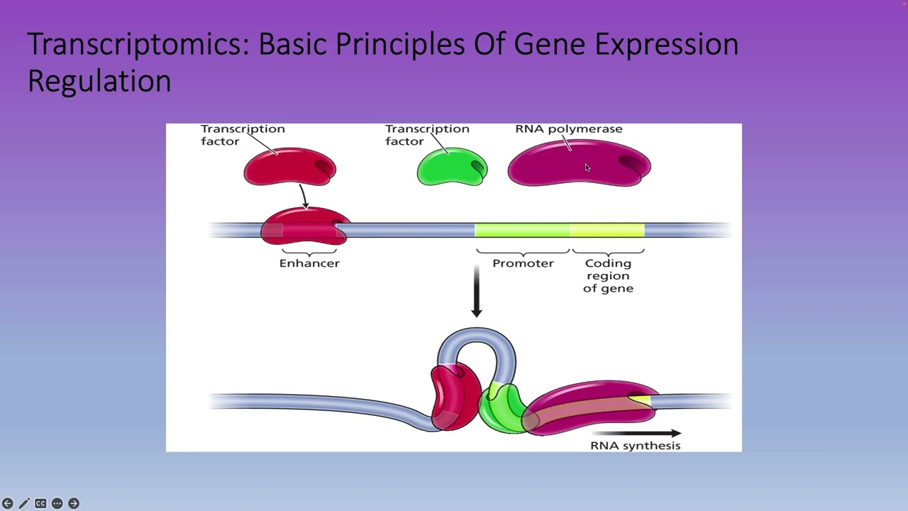 Bioinformatics Lecture 17: Transcriptomics