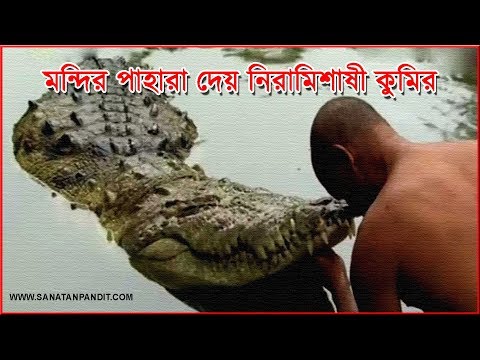 ভিডিও: কেন তাদের কুমির রয়েছে?