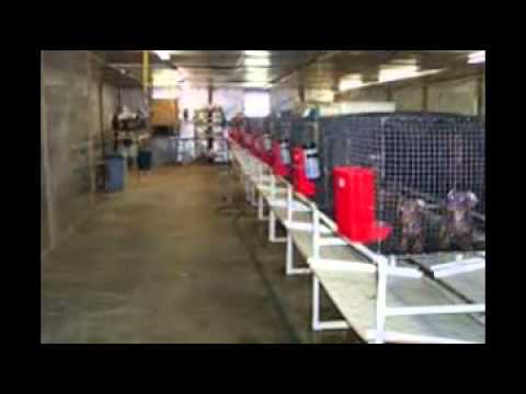 commercial dog kennels