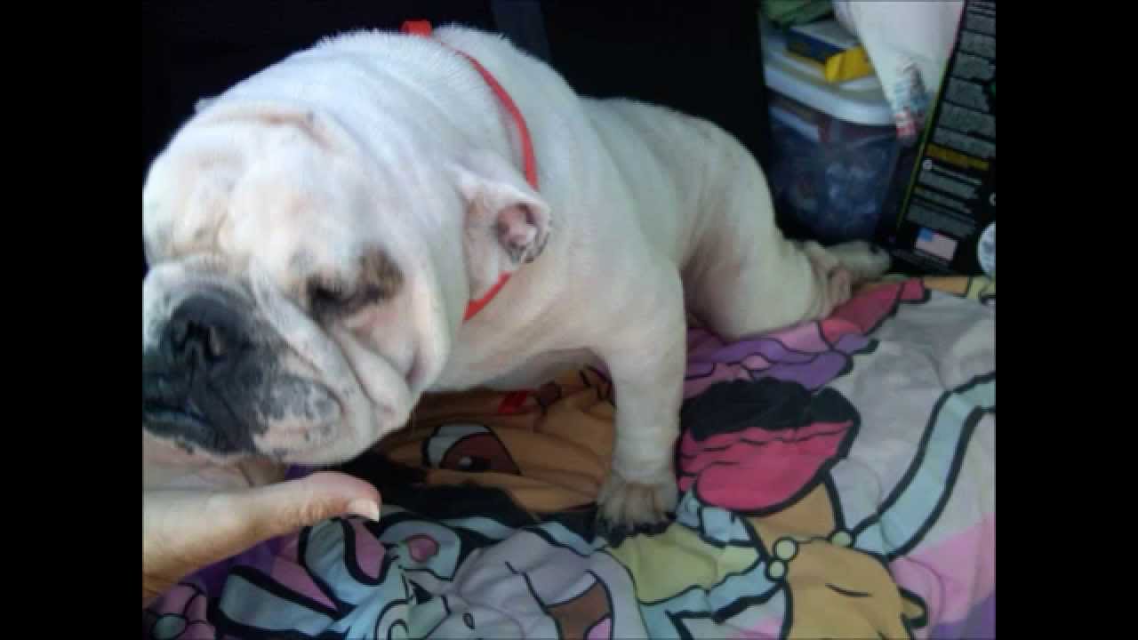 Florida English Bulldog Rescues Cinderella Story
