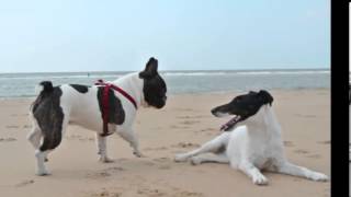 Fidji...un amour de vacances